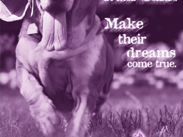 Paws in the Park poster